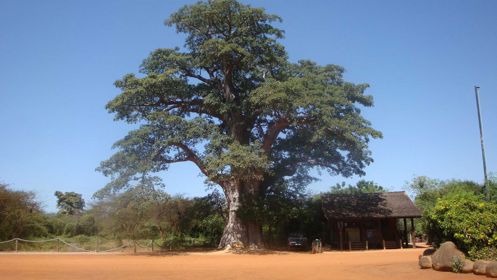 A la rencontre de tous les grands mammifères d’Afrique dans 3’500 ha de nature grandiose : baobabs géants, buissons épineux, lianes capricieuses.