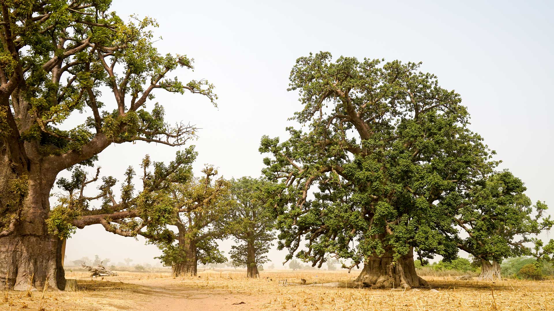 3’500 ha de nature grandiose: pyramides sérères avec chambre mortuaire reconstituée, tombeau de griots au creux d’un baobab millénaire contenant d’authentiques ossements humains, meule de charbonnier et cases peuls.